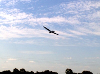 Birdraptor in volo