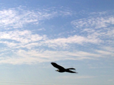 Birdraptor in volo